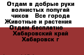 Отдам в добрые руки волнистых попугай.чиков - Все города Животные и растения » Отдам бесплатно   . Хабаровский край,Хабаровск г.